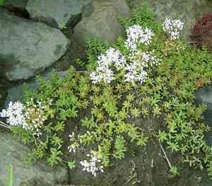 White stonecrop(Sedum album)