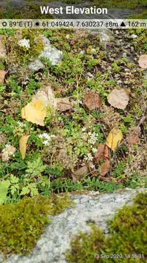 White stonecrop(Sedum album)