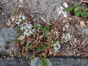 White stonecrop(Sedum album)