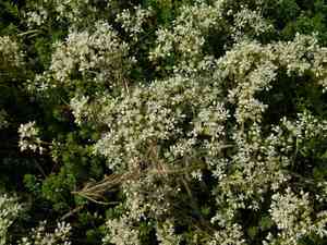 White stonecrop(Sedum album)