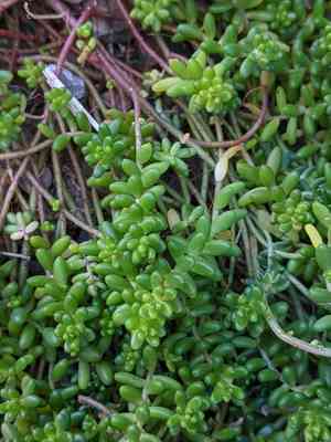 White stonecrop(Sedum album)