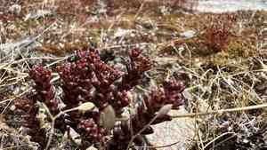 Annual stonecrop(Sedum annuum)