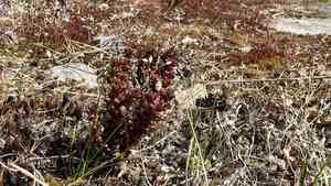 Annual stonecrop(Sedum annuum)