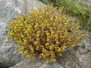 Annual stonecrop(Sedum annuum)