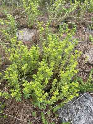 Annual stonecrop(Sedum annuum)