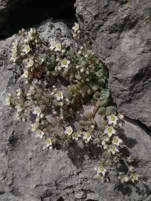 Corsican stonecrop(Sedum dasyphyllum)