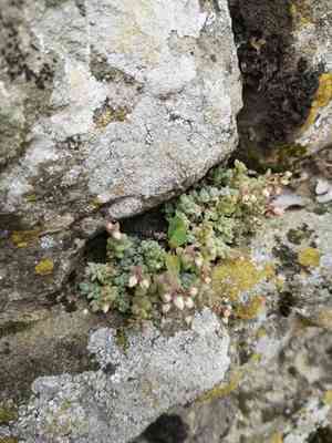 Corsican stonecrop(Sedum dasyphyllum)