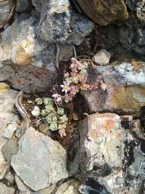 Corsican stonecrop(Sedum dasyphyllum)