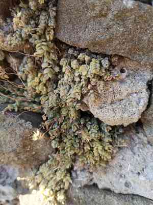 Corsican stonecrop(Sedum dasyphyllum)