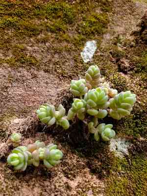 Orpine stonecrop (Sedum debile) Care Guide: Pests, Diseases, Watering ...