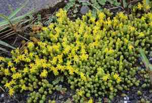 Japanese stonecrop(Sedum japonicum)
