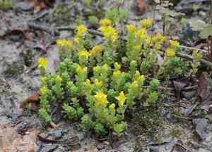 Japanese stonecrop(Sedum japonicum)