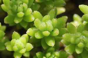 Japanese stonecrop(Sedum japonicum)