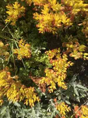 Oregon stonecrop(Sedum oreganum)