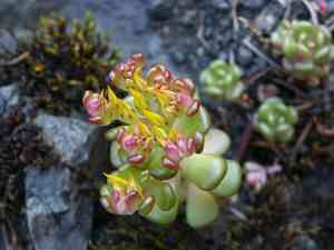 Oregon stonecrop(Sedum oreganum)