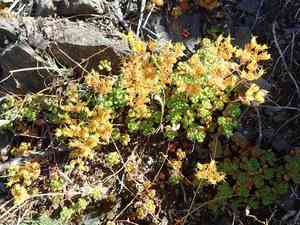 Oregon stonecrop(Sedum oreganum)