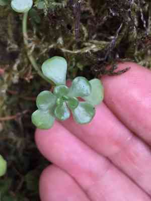 Oregon stonecrop(Sedum oreganum)