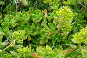 Green cockscomb(Sedum praealtum)
