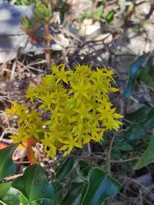 Green cockscomb(Sedum praealtum)