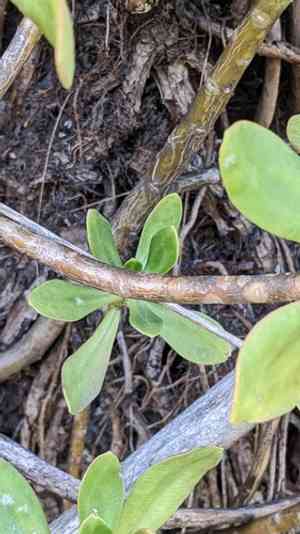 Green cockscomb(Sedum praealtum)