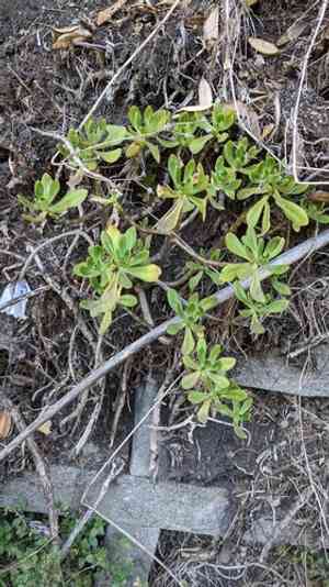 Green cockscomb(Sedum praealtum)