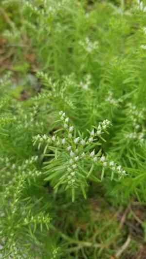 Widowscross(Sedum pulchellum)