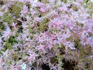 Widowscross(Sedum pulchellum)
