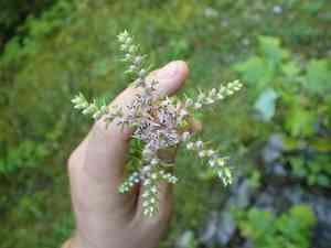 Widowscross(Sedum pulchellum)