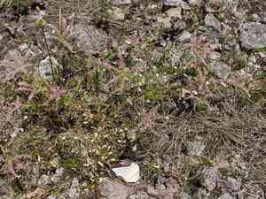 Widowscross(Sedum pulchellum)
