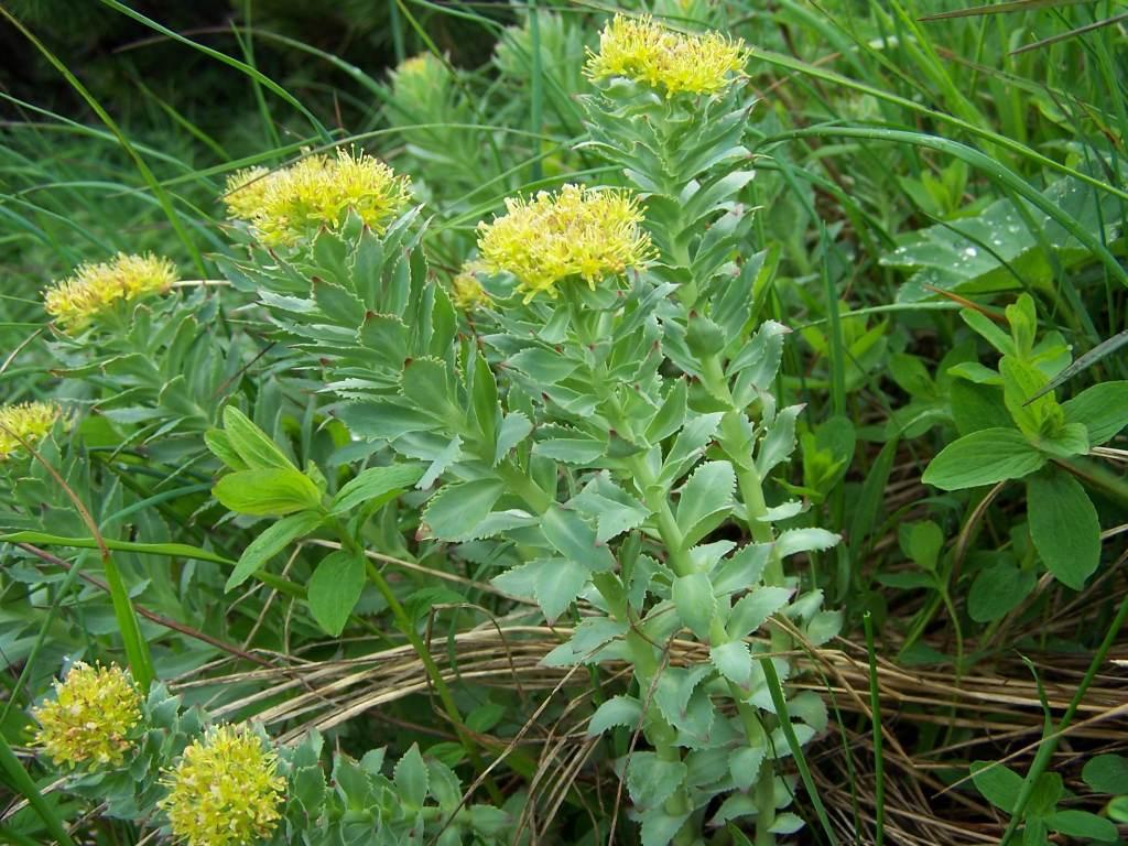 Roseroot stonecrop (Sedum rosea) Care Guide: Pests, Diseases, Watering ...
