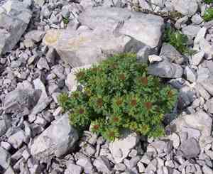 Roseroot stonecrop(Sedum rosea)