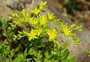 Stringy stonecrop(Sedum sarmentosum)
