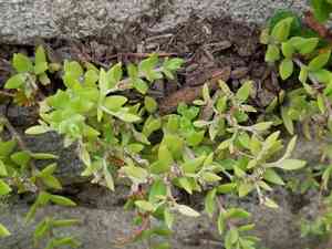 Stringy stonecrop(Sedum sarmentosum)