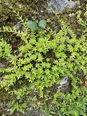 Stringy stonecrop(Sedum sarmentosum)