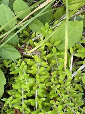 Stringy stonecrop(Sedum sarmentosum)