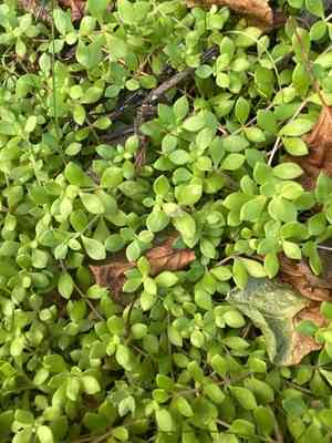 Stringy stonecrop(Sedum sarmentosum)