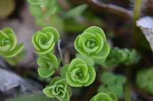 Woodland stonecrop(Sedum ternatum)