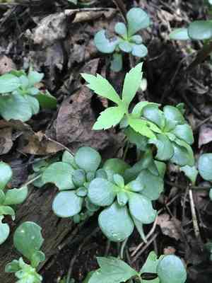 Woodland stonecrop(Sedum ternatum)