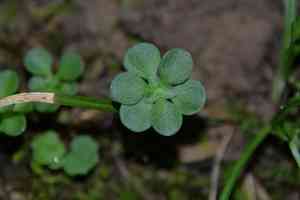 Woodland stonecrop(Sedum ternatum)