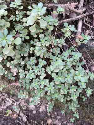Woodland stonecrop(Sedum ternatum)