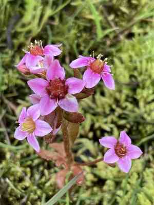 Hairy stonecrop(Sedum villosum)