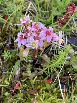 Hairy stonecrop(Sedum villosum)