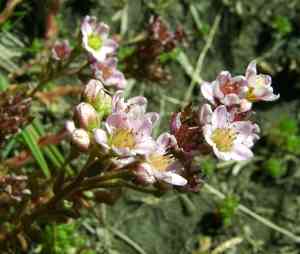 Hairy stonecrop(Sedum villosum)