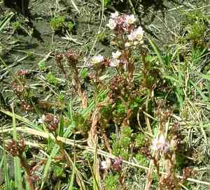 Hairy stonecrop(Sedum villosum)