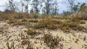 Sand spike-moss(Selaginella arenicola)