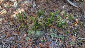 Sand spike-moss(Selaginella arenicola)