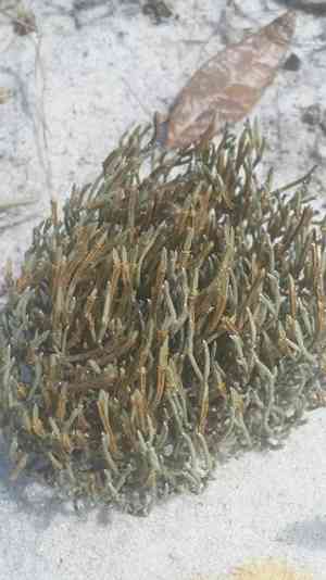 Sand spike-moss(Selaginella arenicola)