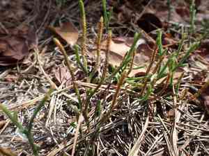 Sand spike-moss(Selaginella arenicola)