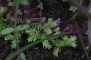 Selaginella ciliaris(Selaginella ciliaris)