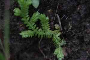 Selaginella ciliaris(Selaginella ciliaris)